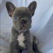French bulldog purebreds blue eyes available for rehoming
